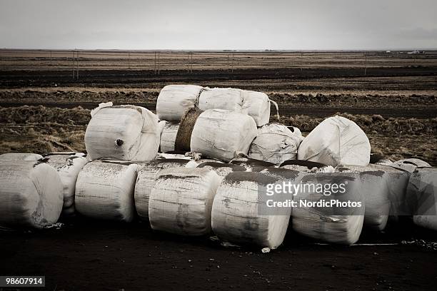 Stored fodder is covered by a thick layer of ash from the Eyjafjallajokull, on April 21, 2010 in Skogar, Iceland. The ash is killing the pasture and...