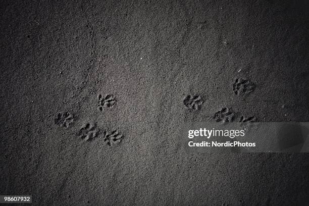 Close up of the ground which is covered by a thick layer of ash from the Eyjafjallajokull volcano, on April 21, 2010 in Skogar, Iceland. The ash is...