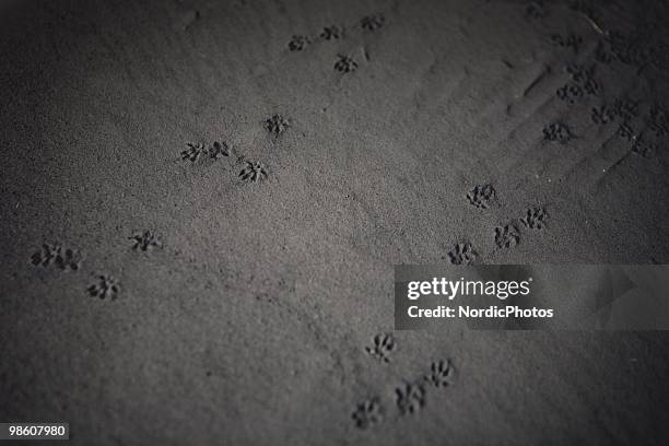 Close up of the ground which is covered by a thick layer of ash from the Eyjafjallajokull volcano, on April 21, 2010 in Skogar, Iceland. The ash is...