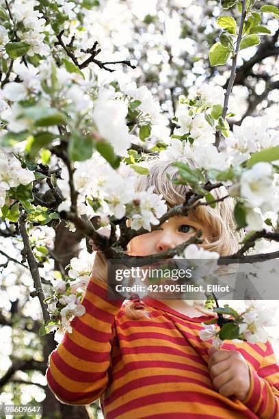 girl climbing a tree, sweden. - blossom trees stock pictures, royalty-free photos & images