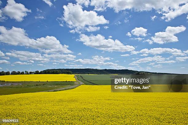 fields of rape, sweden. - vastergotland stock pictures, royalty-free photos & images