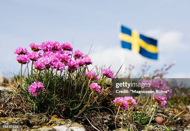 flowers and the swedish flag in the background, sweden. - cerise stockfoto's en -beelden