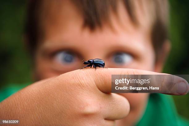 a dung beetle crawling on the hand of a child, sweden. - insecto fotografías e imágenes de stock