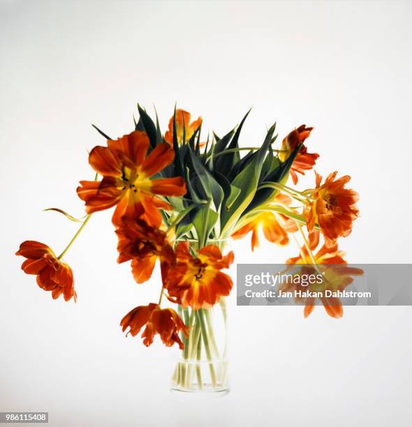 tulips in vase - fiori appassiti foto e immagini stock