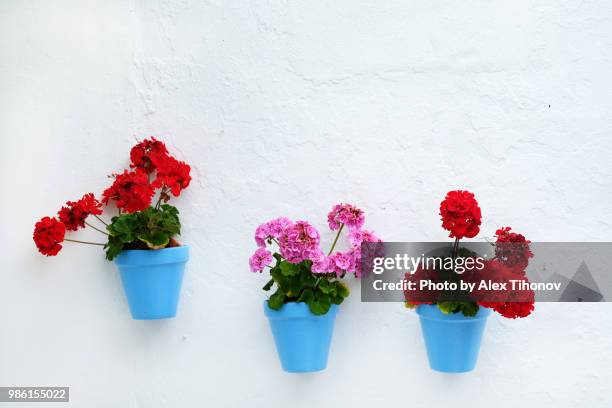 flower pots hanging on a whitewashed wall - geranium stockfoto's en -beelden