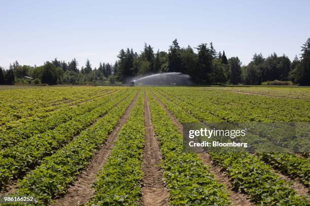 Strawberry plants grow in a field at the Boxx Berry Farm in Ferndale, Washington, U.S., on Monday, June 18, 2018. A plan to move quickly on...