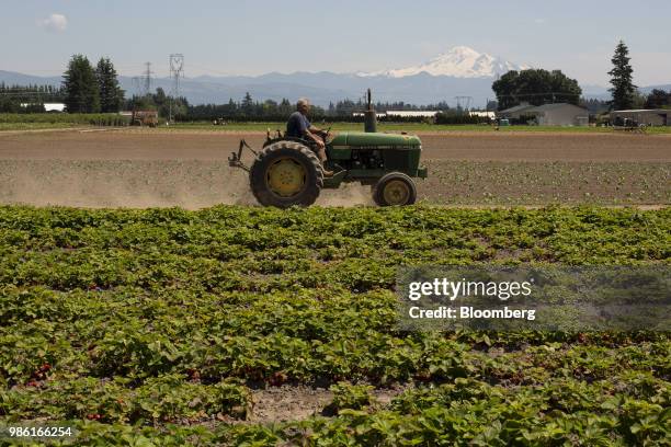 Farmer drives a tractor alongside strawberry fields at the Boxx Berry Farm in Ferndale, Washington, U.S., on Monday, June 18, 2018. A plan to move...