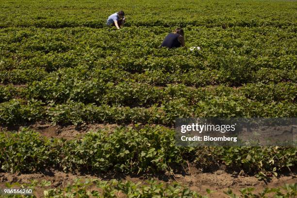 Customers pick strawberries in the "u-pick" section of the Boxx Berry Farm in Ferndale, Washington, U.S., on Monday, June 18, 2018. A plan to move...