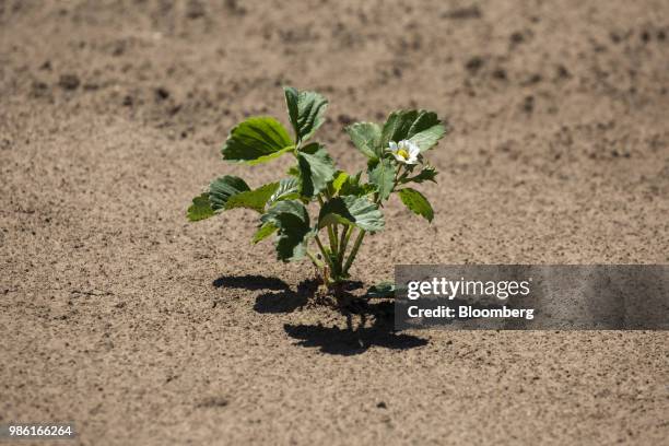 Strawberry plant grows in a field at the Boxx Berry Farm in Ferndale, Washington, U.S., on Monday, June 18, 2018. A plan to move quickly on...