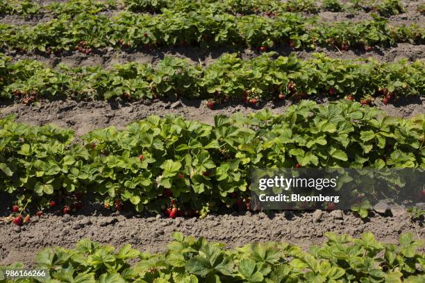 Strawberry grow in a field at the Boxx Berry Farm in Ferndale, Washington, U.S., on Monday, June 18, 2018. A plan to move quickly on the farm bill in...