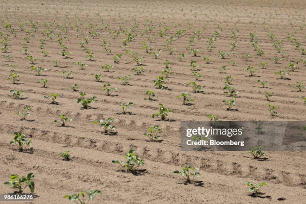 Strawberry plants grow in a field at the Boxx Berry Farm in Ferndale, Washington, U.S., on Monday, June 18, 2018. A plan to move quickly on...