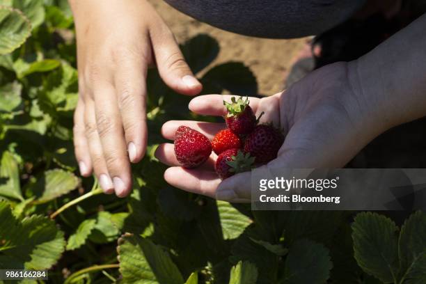 Customer picks strawberries in the "u-pick" section of the Boxx Berry Farm in Ferndale, Washington, U.S., on Monday, June 18, 2018. A plan to move...