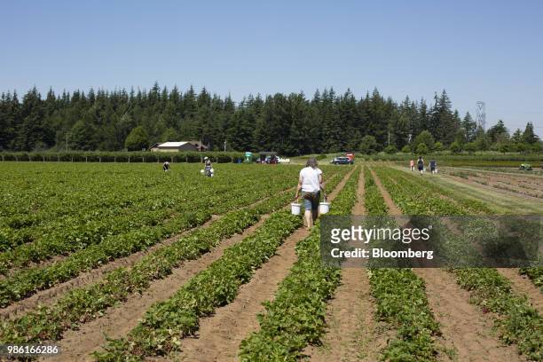 Customer carries buckets of strawberries in the "u-pick" section of the Boxx Berry Farm in Ferndale, Washington, U.S., on Monday, June 18, 2018. A...