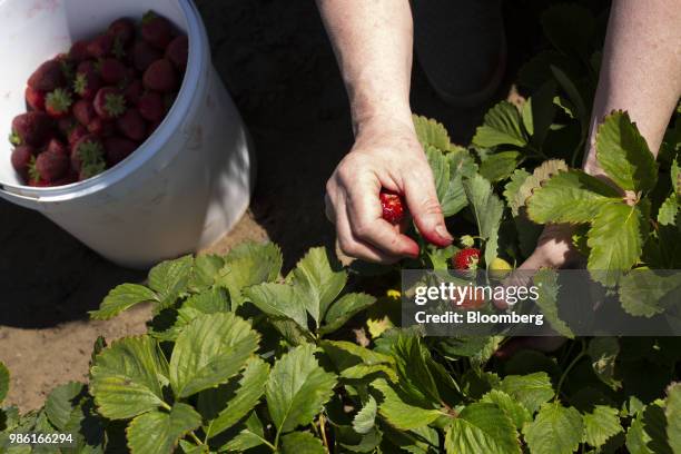 Customer picks strawberries in the "u-pick" section of the Boxx Berry Farm in Ferndale, Washington, U.S., on Monday, June 18, 2018. A plan to move...