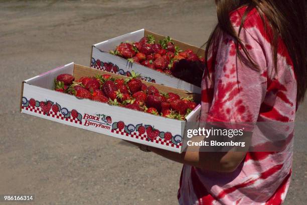 An employee carries strawberries to a customer's vehicle at the Boxx Berry Farm in Ferndale, Washington, U.S., on Monday, June 18, 2018. A plan to...