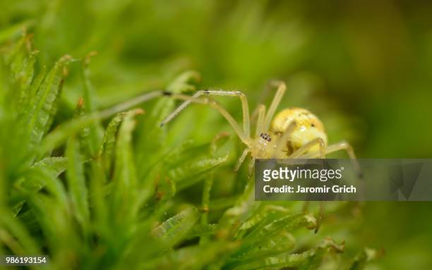 enoplognatha ovata - ovata stock pictures, royalty-free photos & images