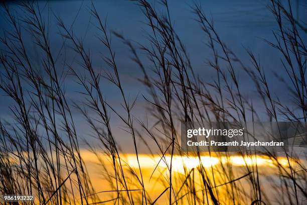 wild grass - wild grass stock pictures, royalty-free photos & images