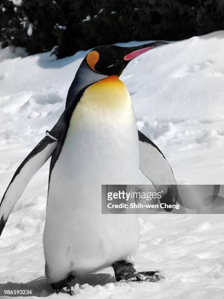 hokkaido (7) -japan- - japan penguin stock-fotos und bilder
