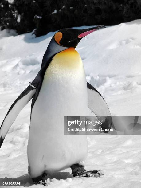 hokkaido (7) -japan- - japan penguin stock pictures, royalty-free photos & images