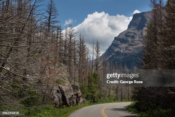 Burned trees, the aftermath of the 2015 Reynolds Creek Fire, line the "Going To The Sun" Road along the edge of St. Mary Lake as viewed on June 20...