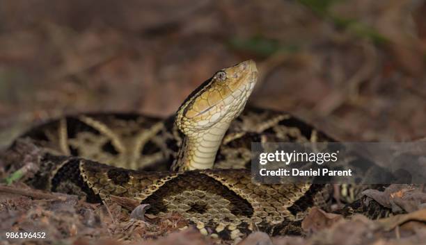 fer de lance - schuppenkriechtiere stock-fotos und bilder