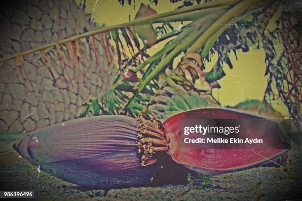 the banana flower - melike fotografías e imágenes de stock