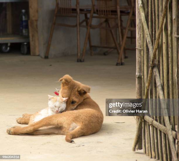 chien et chat au vietnam - chat et chien stock pictures, royalty-free photos & images