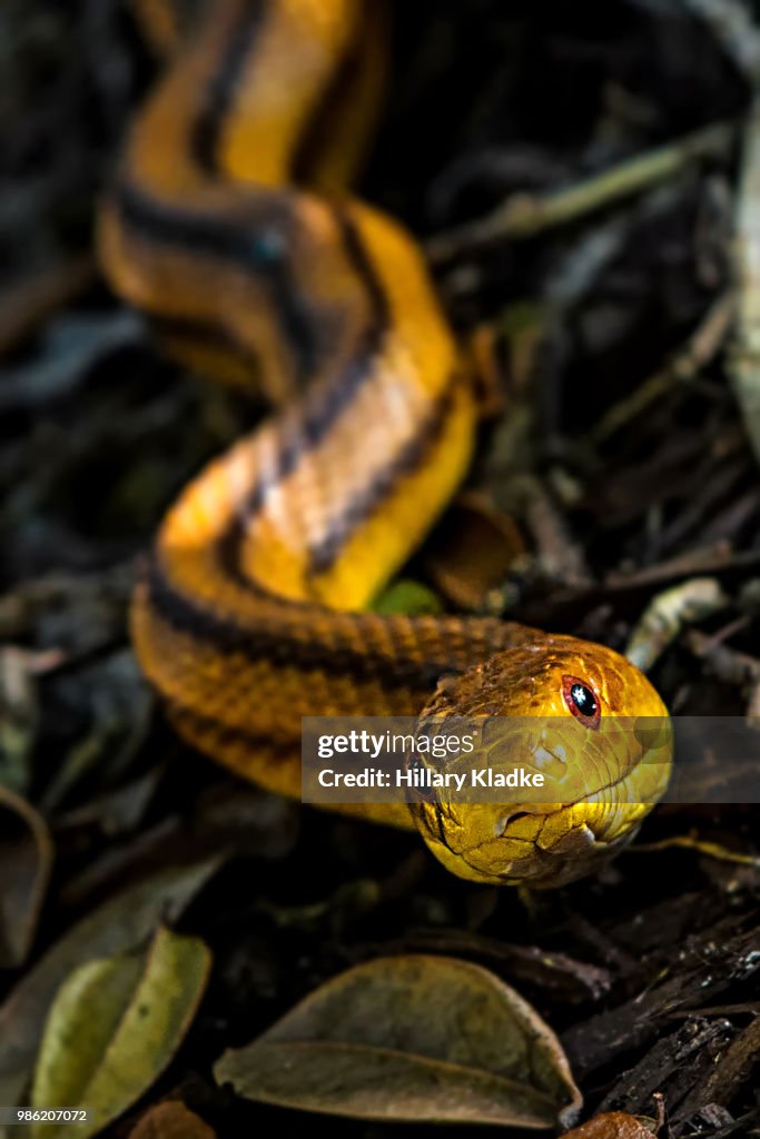 Yellow snake with stripes