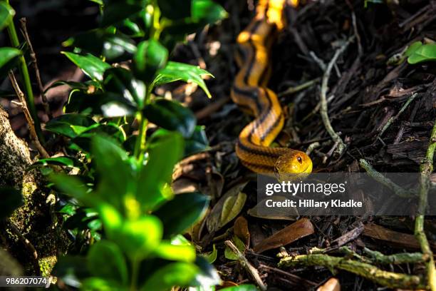 yellow snake with stripes - rat snake stock pictures, royalty-free photos & images