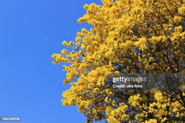 yellow pui - ake stock pictures, royalty-free photos & images