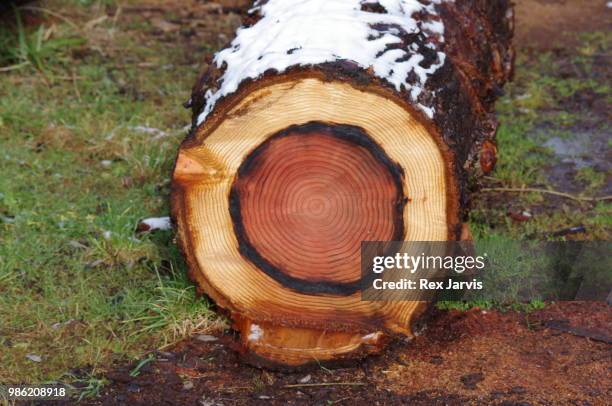 the passage of time - grass clearcut stock pictures, royalty-free photos & images