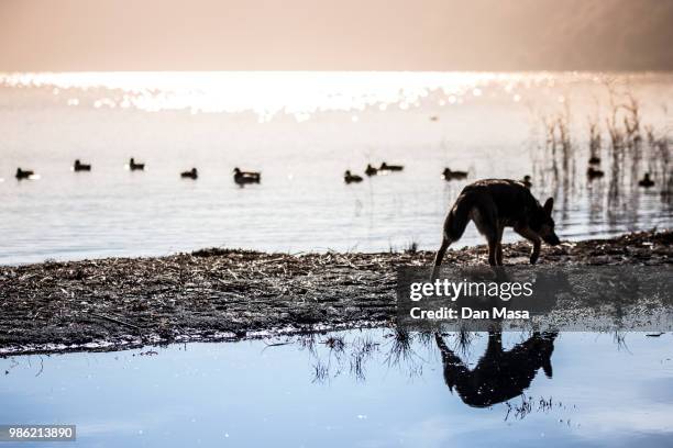 lago albano - masa stock pictures, royalty-free photos & images