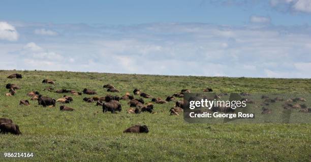 Herd of bison can be see from Highway 2 on June 20 near Browning, Montana. Home to Glacier National Park, St. Mary, and dozens of popular tourist...