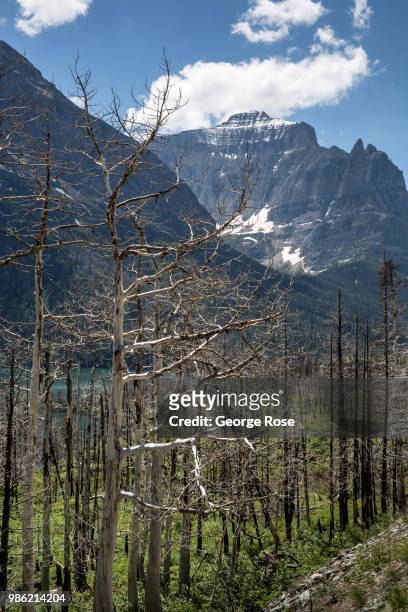 Burned trees, the aftermath of the 2015 Reynolds Creek Fire, line the "Going To The Sun" Road along the edge of St. Mary Lake as viewed on June 20...