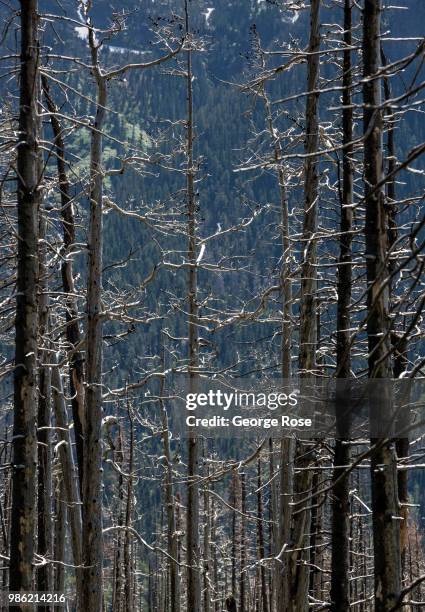 Burned trees, the aftermath of the 2015 Reynolds Creek Fire, line the "Going To The Sun" Road along the edge of St. Mary Lake as viewed on June 20...