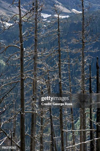 Burned trees, the aftermath of the 2015 Reynolds Creek Fire, line the "Going To The Sun" Road along the edge of St. Mary Lake as viewed on June 20...