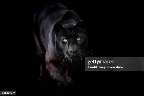 black leopard - black leopard stock pictures, royalty-free photos & images