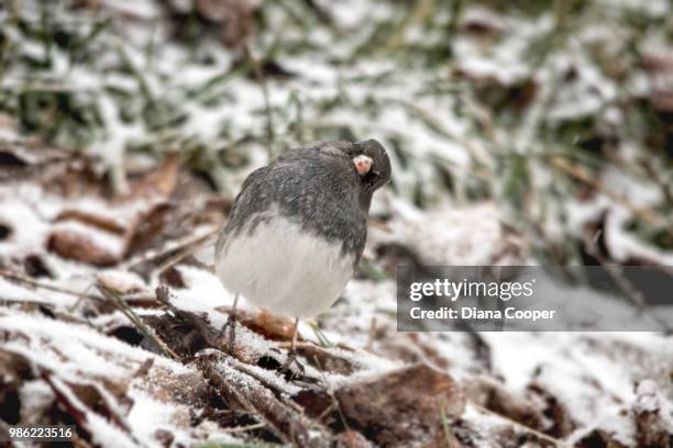 quirky junco - jenco stock pictures, royalty-free photos & images