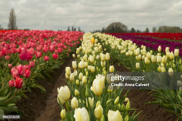woodburn tulip farm, oregon - woodburn fotografías e imágenes de stock