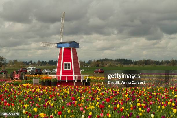 woodburn tulip farm, oregon - woodburn fotografías e imágenes de stock