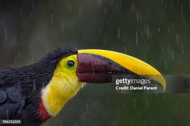 chestnut-mandibled toucan - keel billed toucan stock pictures, royalty-free photos & images
