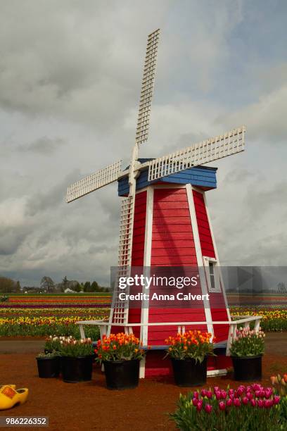 woodburn tulip farm, oregon - woodburn fotografías e imágenes de stock