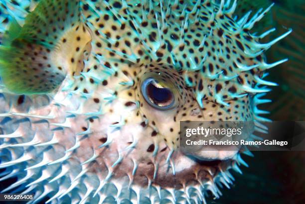 Pufferfish Puffed Up Photos and Premium High Res Pictures - Getty Images