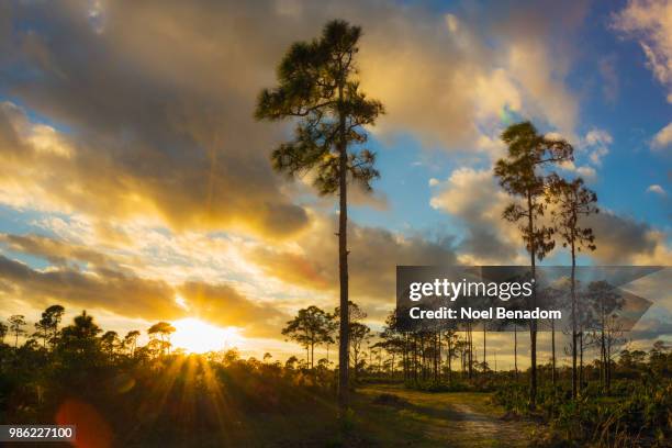 estero bay preserve sunset - estero stock pictures, royalty-free photos & images