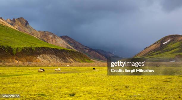 icelandic sheep - icelandic sheep stock pictures, royalty-free photos & images