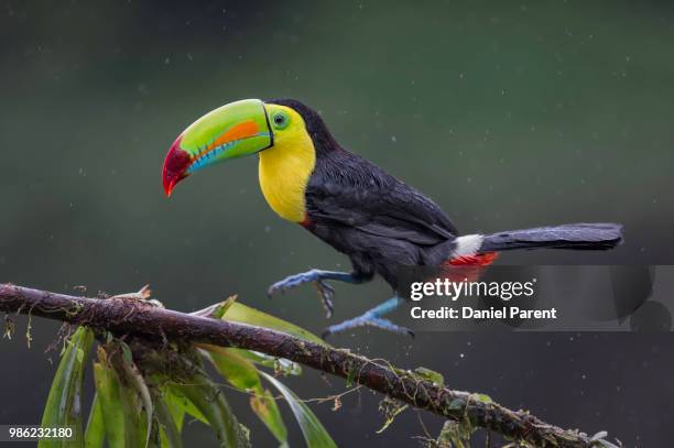 hop..toucan..hop... - keel billed toucan stock pictures, royalty-free photos & images