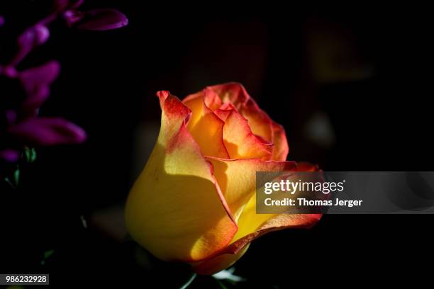 red edged rose seven - edged stock pictures, royalty-free photos & images