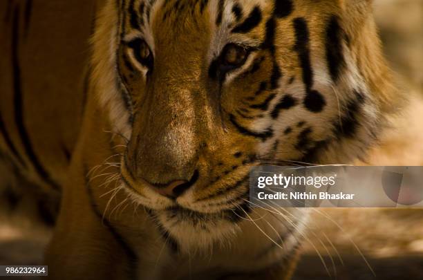 the 'cry' of the tiger - bird cry stock pictures, royalty-free photos & images