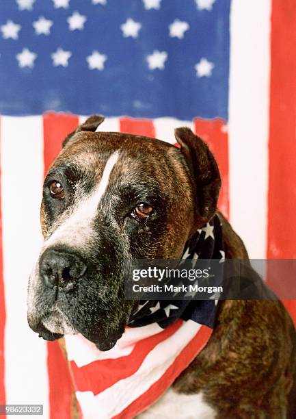 dog against american flag - mark morgan stock-fotos und bilder