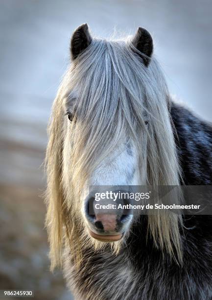 a welsh mountain pony. - welsh pony stockfoto's en -beelden